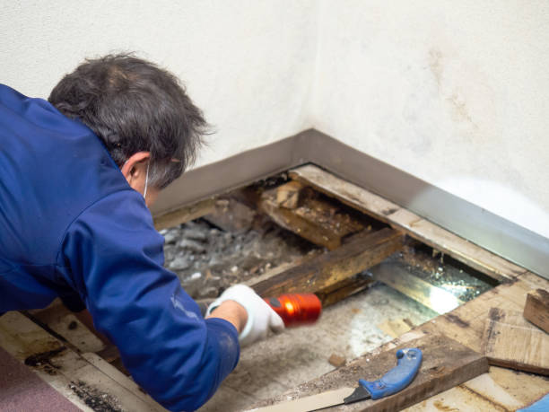 Best Mold Damage Repair  in Youngwood, PA