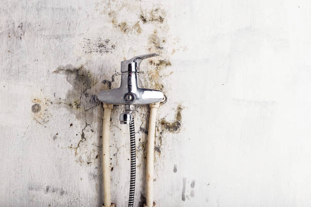 Best Certified Mold Removal  in Youngwood, PA