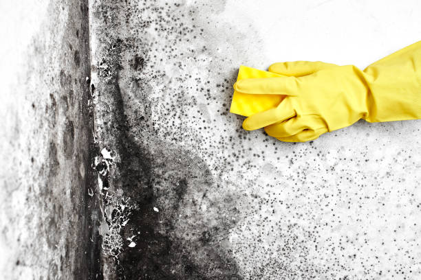 Professional Mold Removal in Youngwood, PA