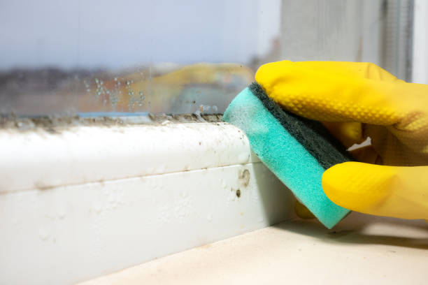 Best Black Mold Removal  in Youngwood, PA