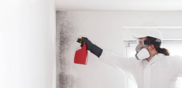 Mold Removal and Inspection in Youngwood, PA